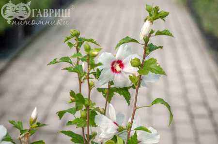 саженцы Гибискус сирийский  Red Heart