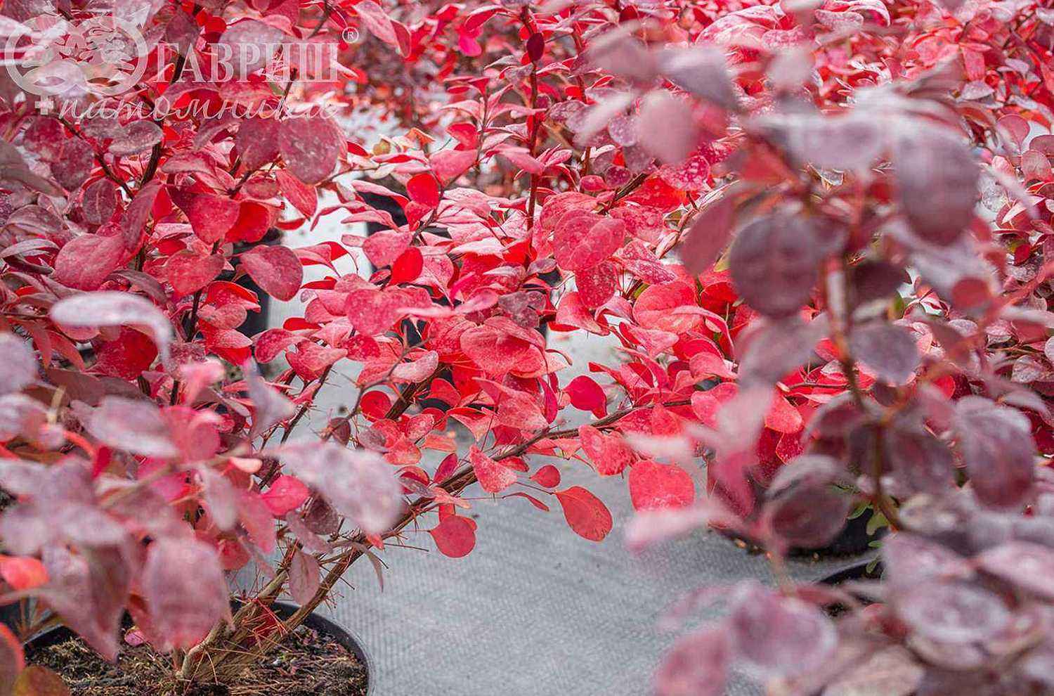 Барбарис Тунберга Atropurpurea