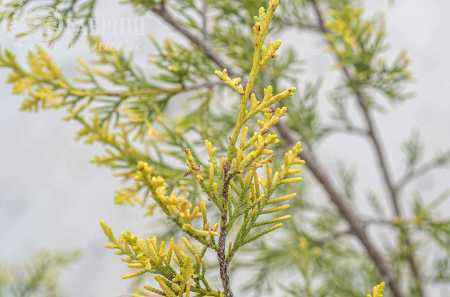 Купить можжевельник китайский keteleeri деревья и растения