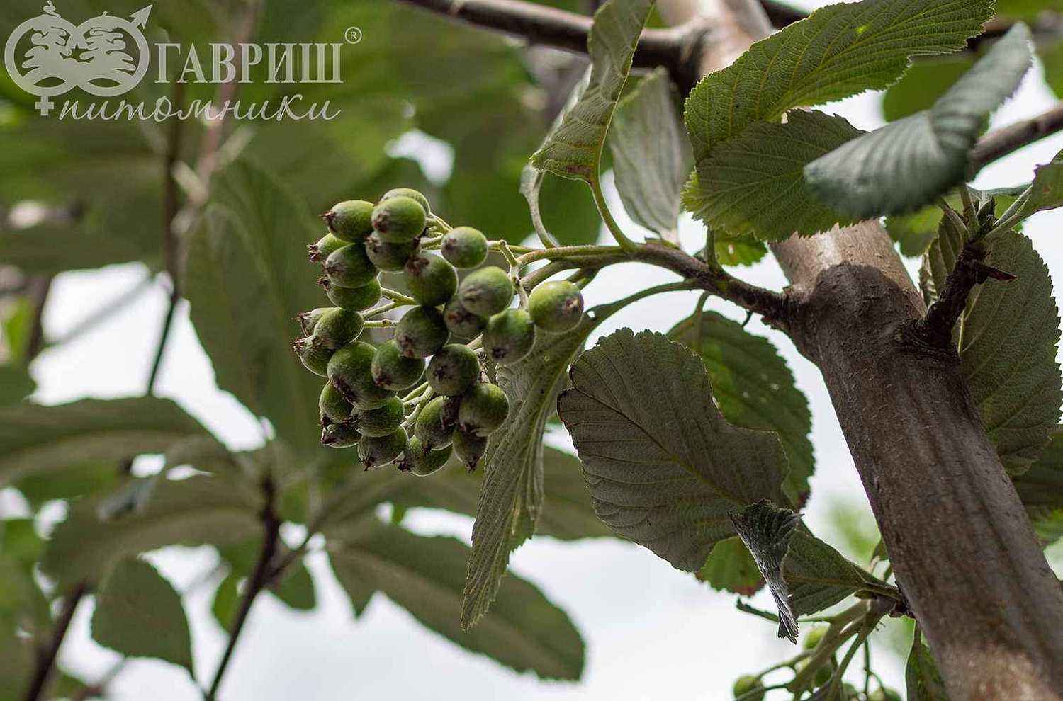 Рябина круглолистная (ария) Magnifica