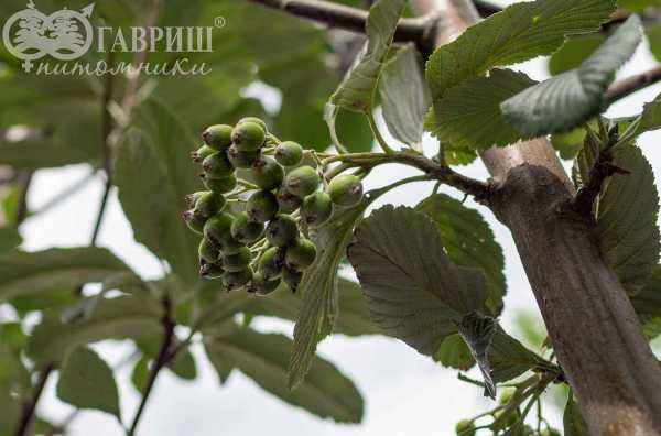 Саженцы рябина круглолистная (ария) magnifica