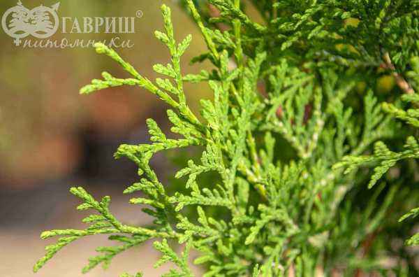 Купить туя западная columna деревья и растения