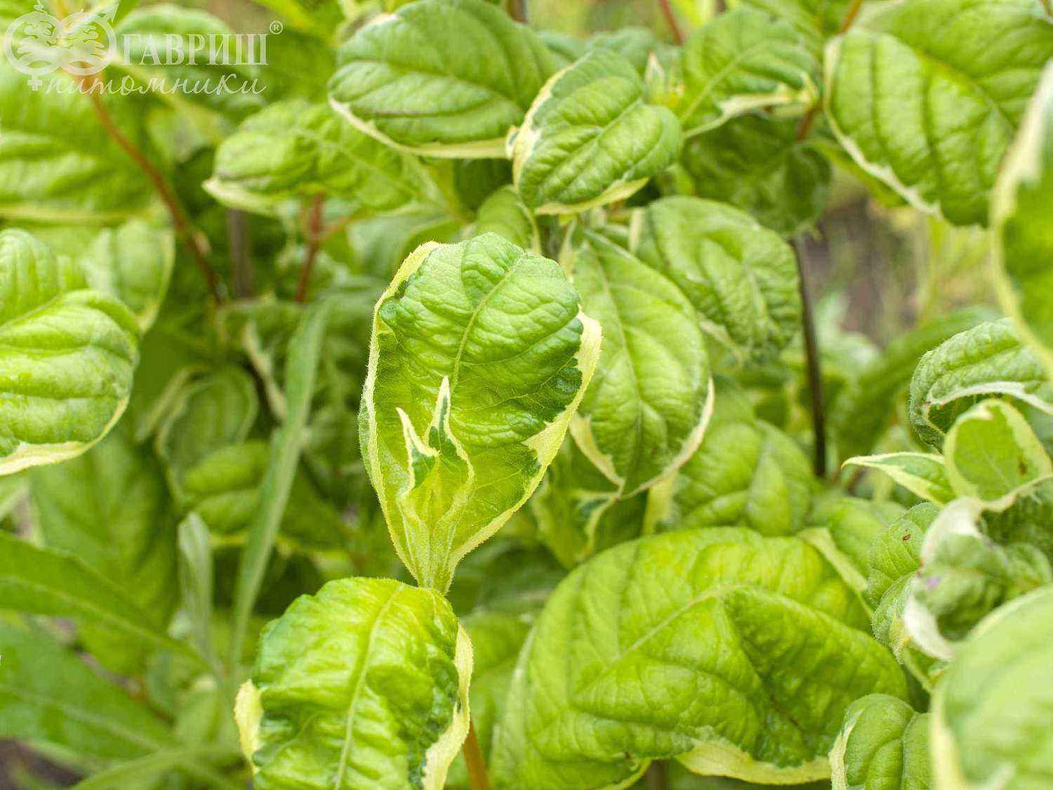 Вейгела цветущая Caricature