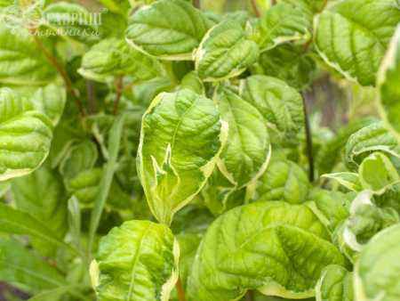 саженцы Вейгела цветущая Caricature