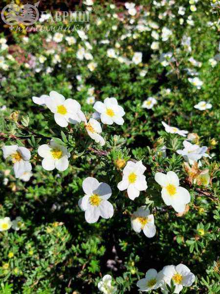 саженцы Лапчатка кустарниковая Abbotswood