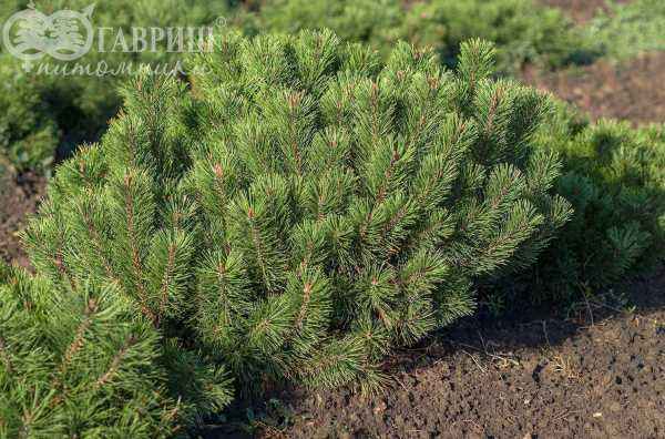 Купить сосна горная mughus деревья и растения