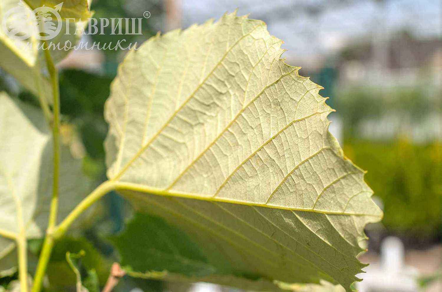 Липа войлочная Brabant