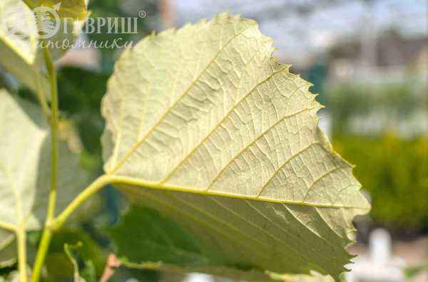 Саженцы липа войлочная brabant