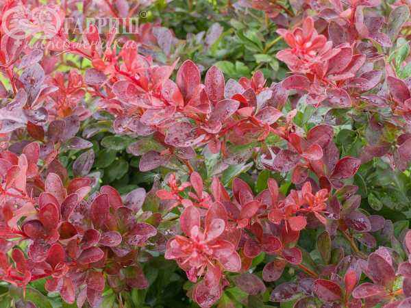 саженцы Барбарис Тунберга Atropurpurea Nana