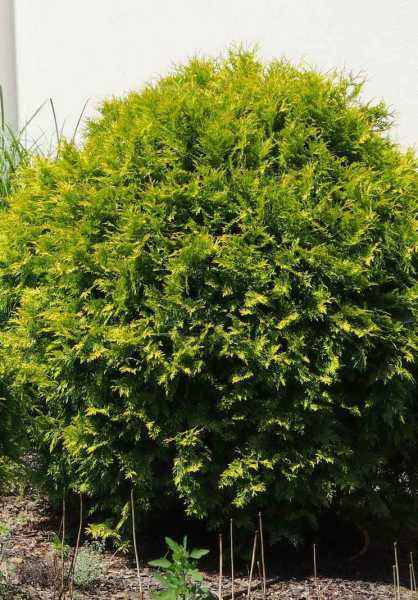 Купить туя западная golden globe деревья и растения