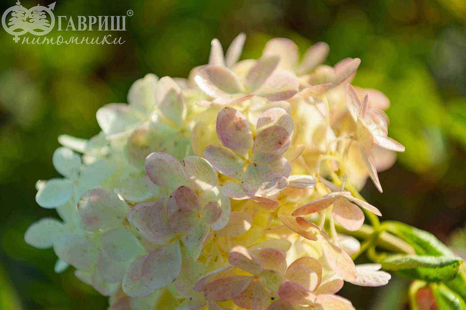 Гортензия метельчатая Phantom