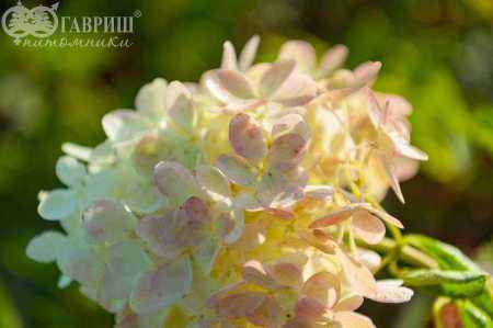 саженцы Гортензия метельчатая Phantom