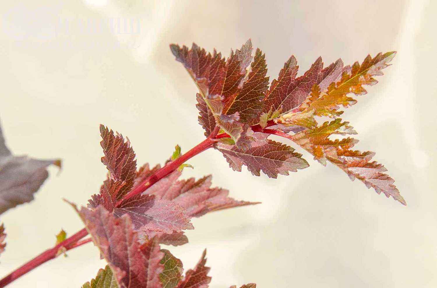 Пузыреплодник калинолистный  Summer Wine (Seward)