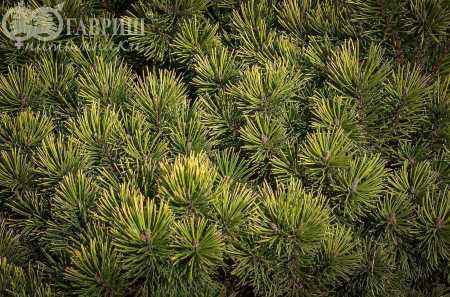 Купить сосна черная spielberg деревья и растения