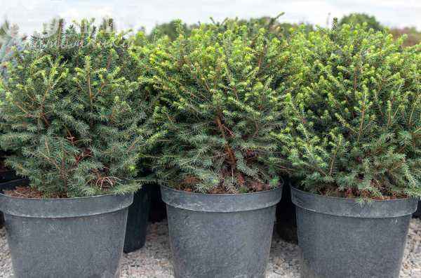 Купить ель сербская karel деревья и растения