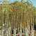Купить лиственница японская stiff weeper деревья и растения