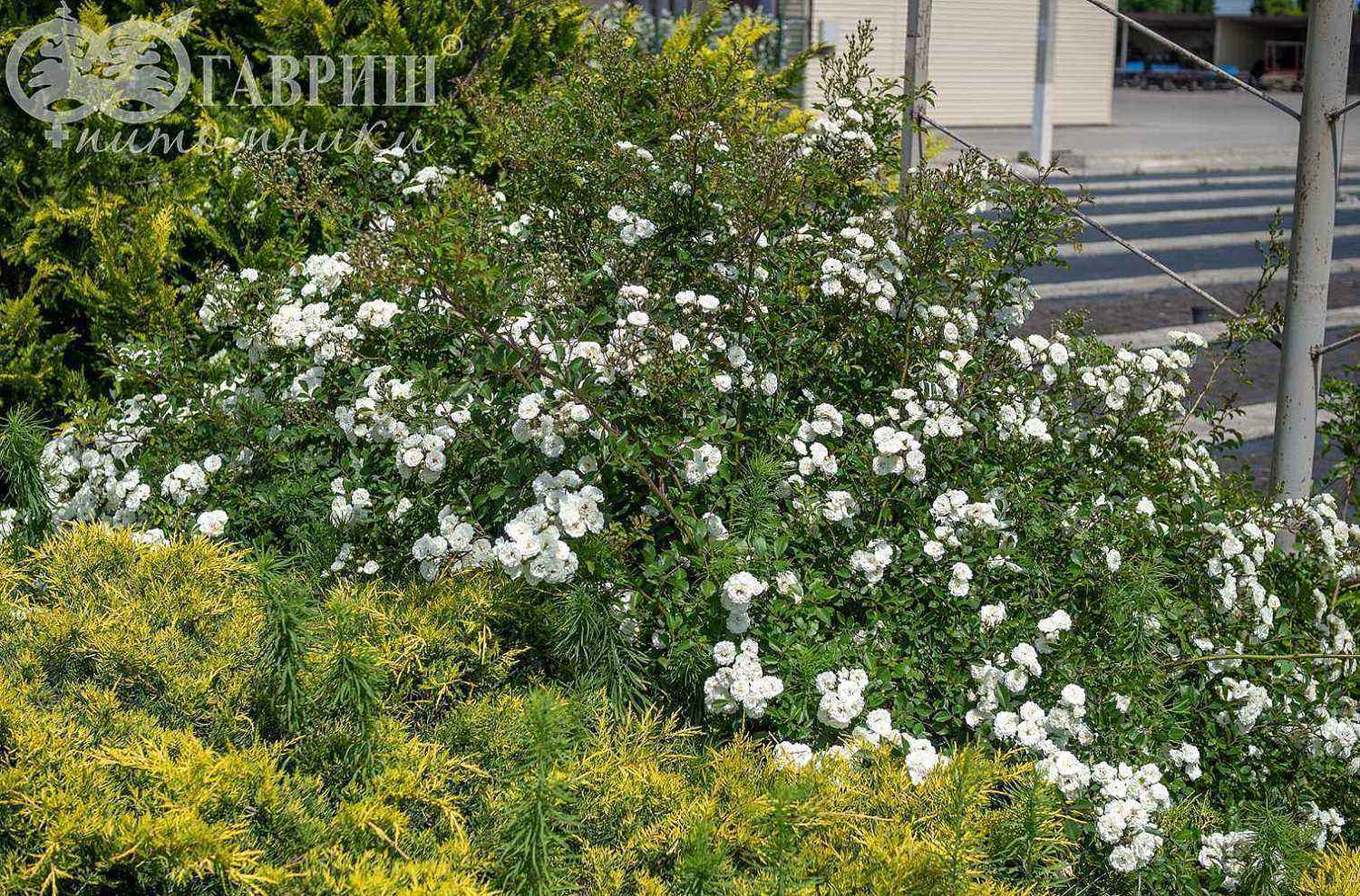 Роза миниатюрная White