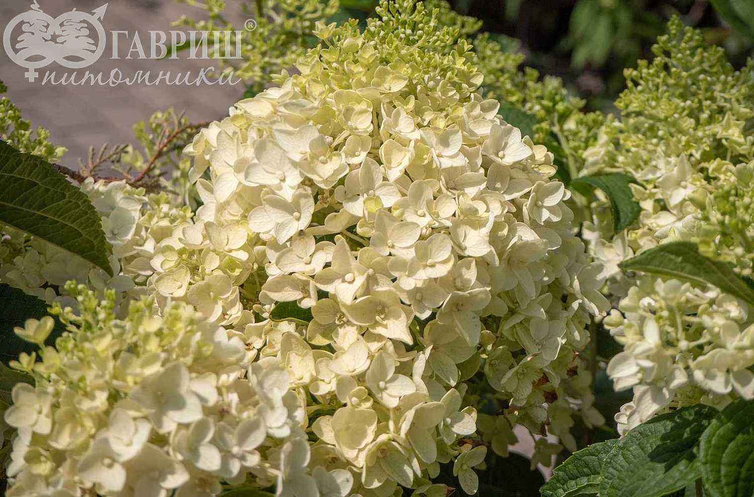 Гортензия метельчатая Candlelight