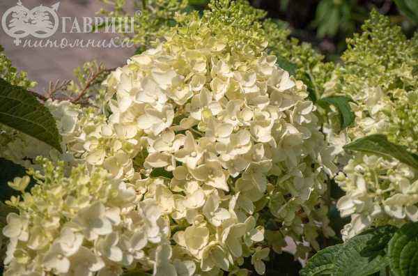 саженцы Гортензия метельчатая Candlelight