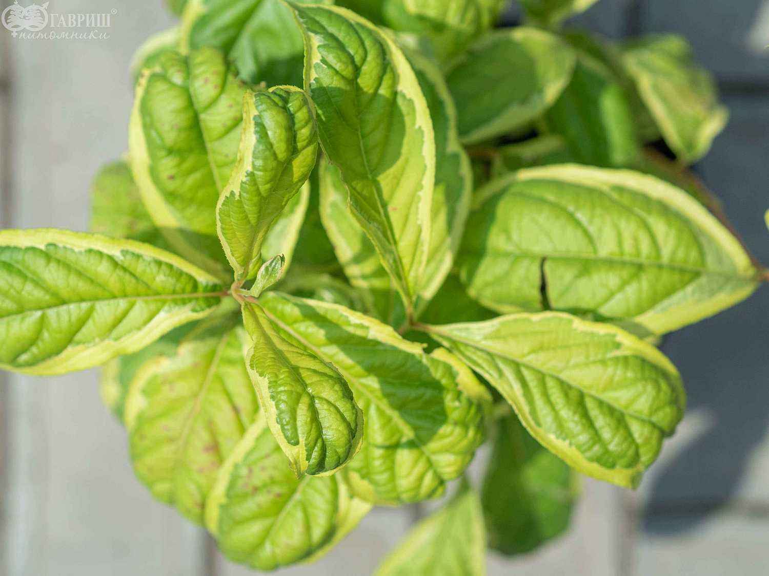 Вейгела цветущая Caricature