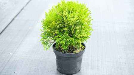 Купить туя западная mirjam деревья и растения