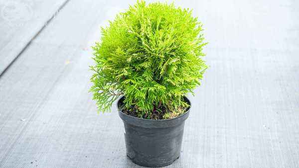 Купить туя западная mirjam деревья и растения