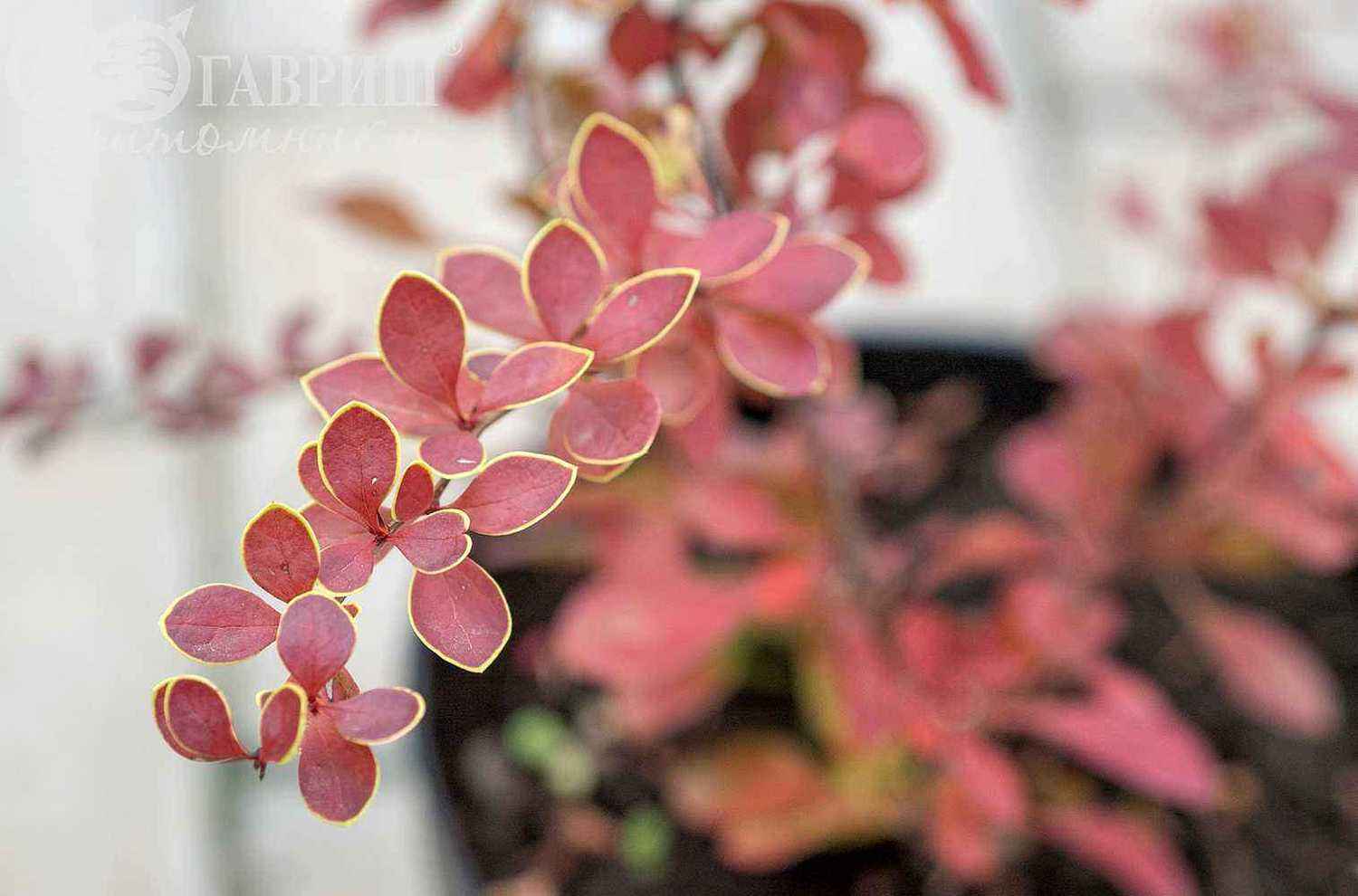 Барбарис Тунберга Red Carpet