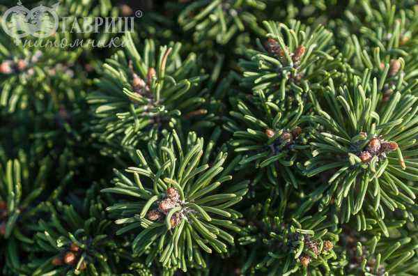 Купить сосна горная hnizdo деревья и растения