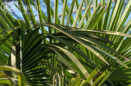 саженцы Трахикарпус Форчуна