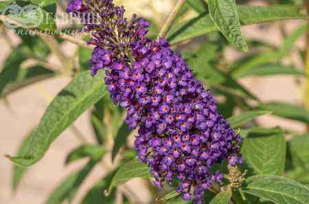 саженцы Буддлея Давида Black Knight