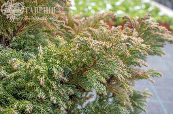 Купить кипарисовик горохоплодный boulevard деревья и растения