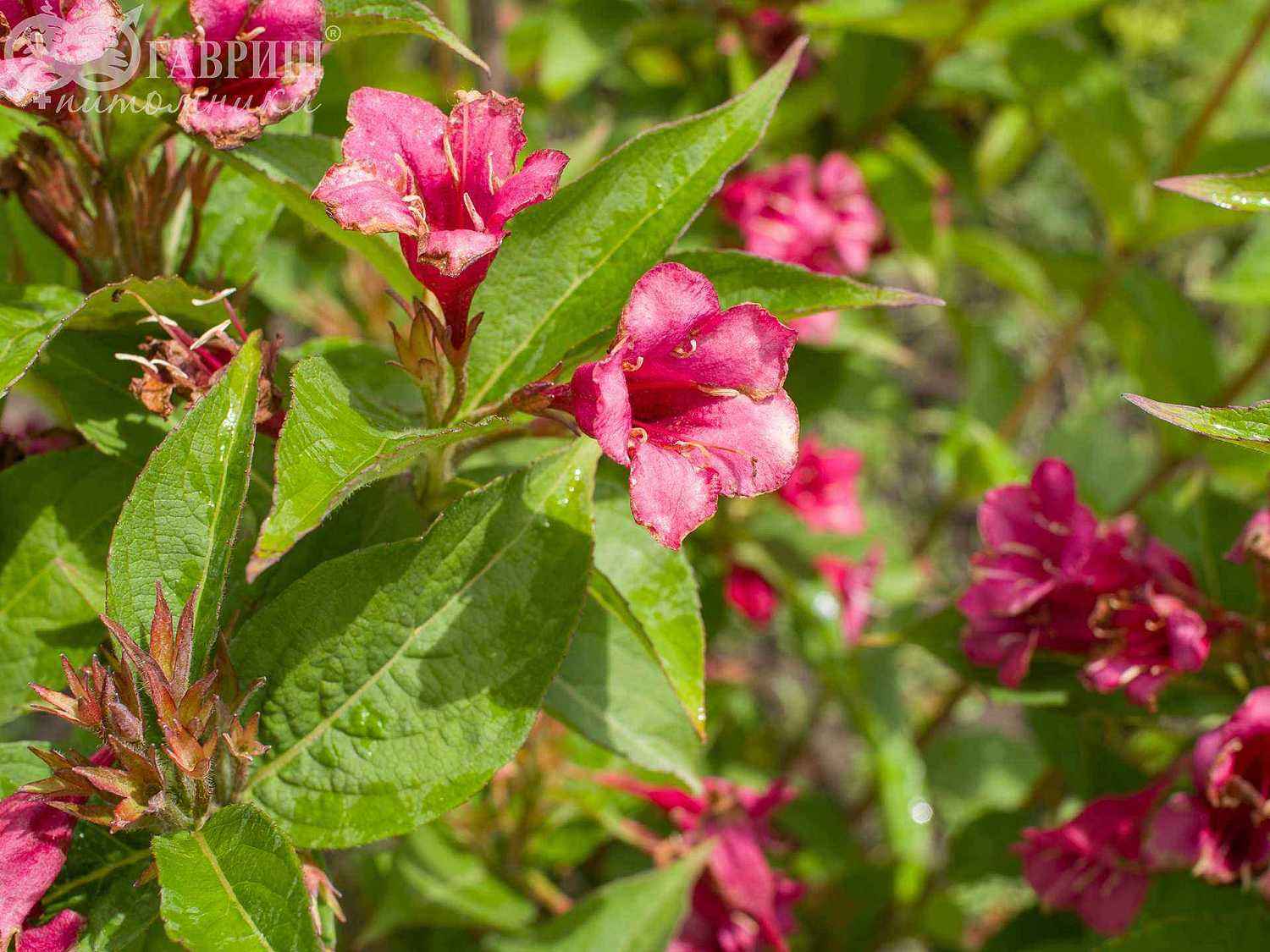 Вейгела цветущая Eva Rathke