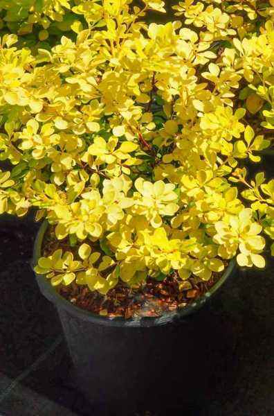 саженцы Барбарис Тунберга Aurea