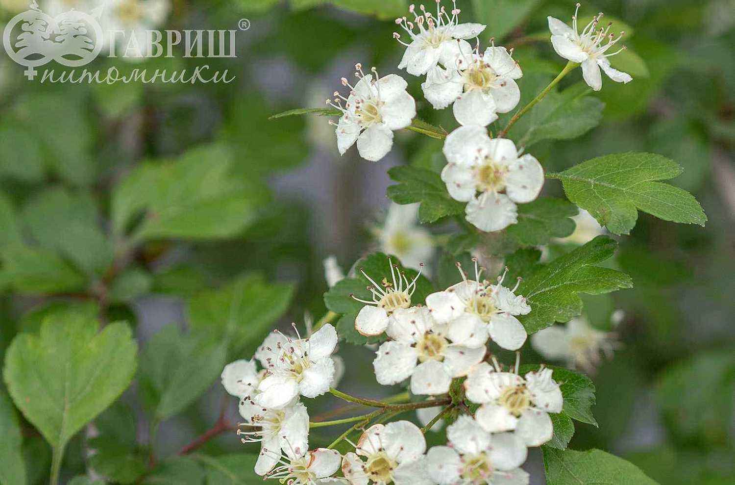 Боярышник обыкновенный (колючий)