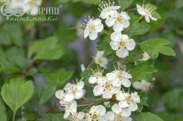 Саженцы боярышник обыкновенный (колючий)