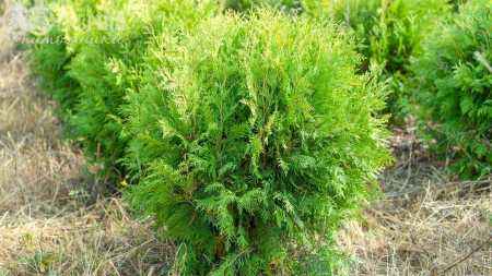 Купить туя западная golden globe деревья и растения