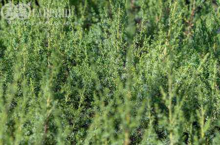 Купить можжевельник китайский monarch деревья и растения