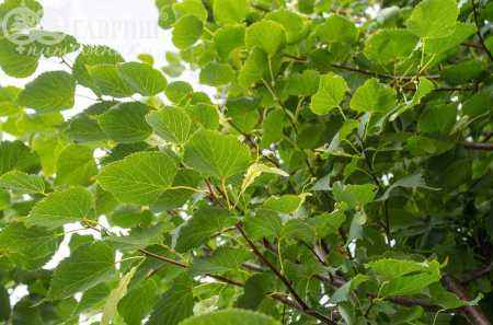 Саженцы липа мелколистная (сердцевидная) greenspire
