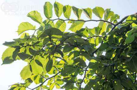 Саженцы вяз camperdownii