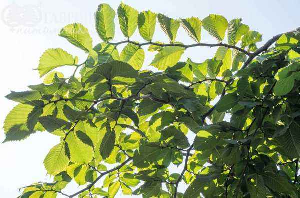 Саженцы вяз camperdownii