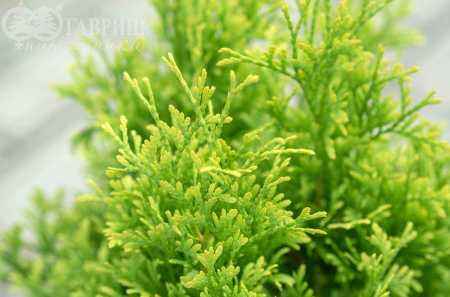 Купить туя западная maria деревья и растения