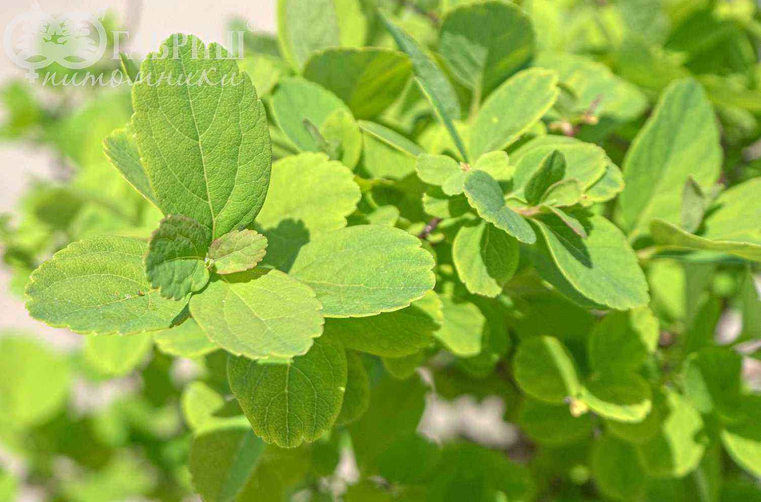 Спирея березолистная