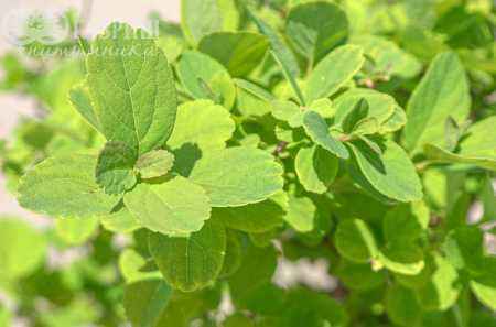 саженцы Спирея березолистная