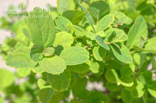 саженцы Спирея березолистная