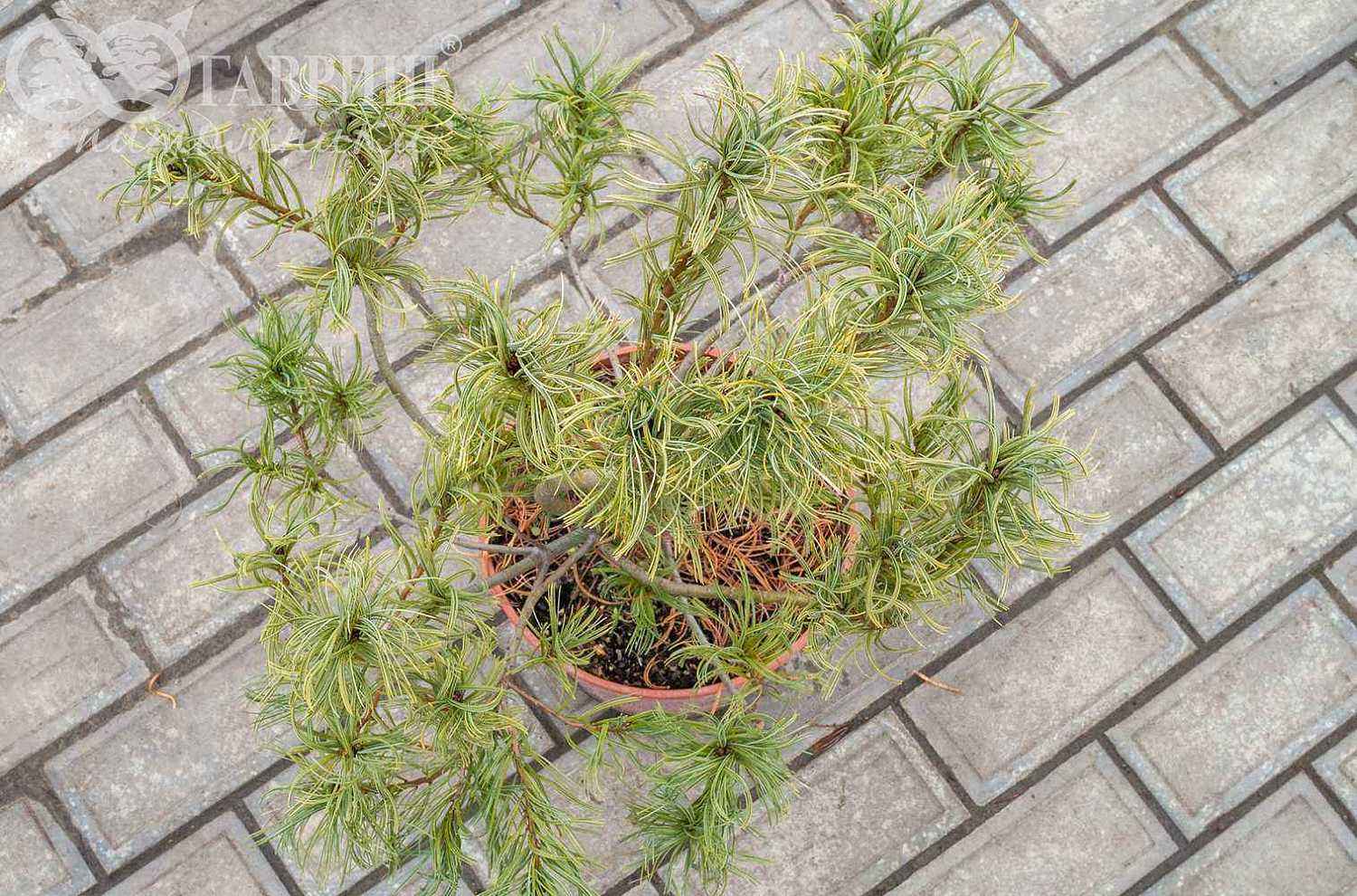 Сосна веймутова Tiny Kurls