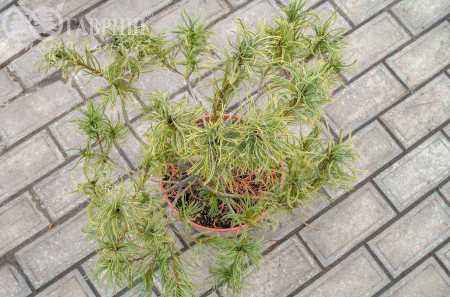 Купить сосна веймутова tiny kurls деревья и растения