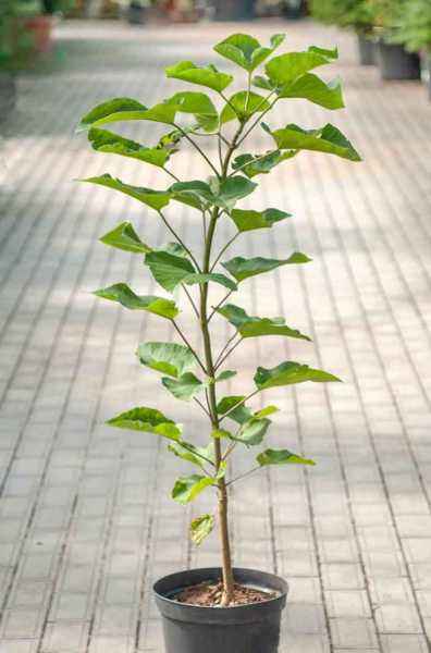 Саженцы катальпа бигнониевидная