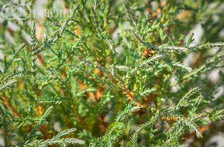 Купить туя западная mr.bowling ball деревья и растения