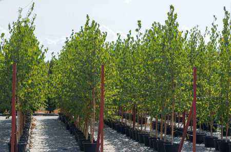 Саженцы береза бородавчатая