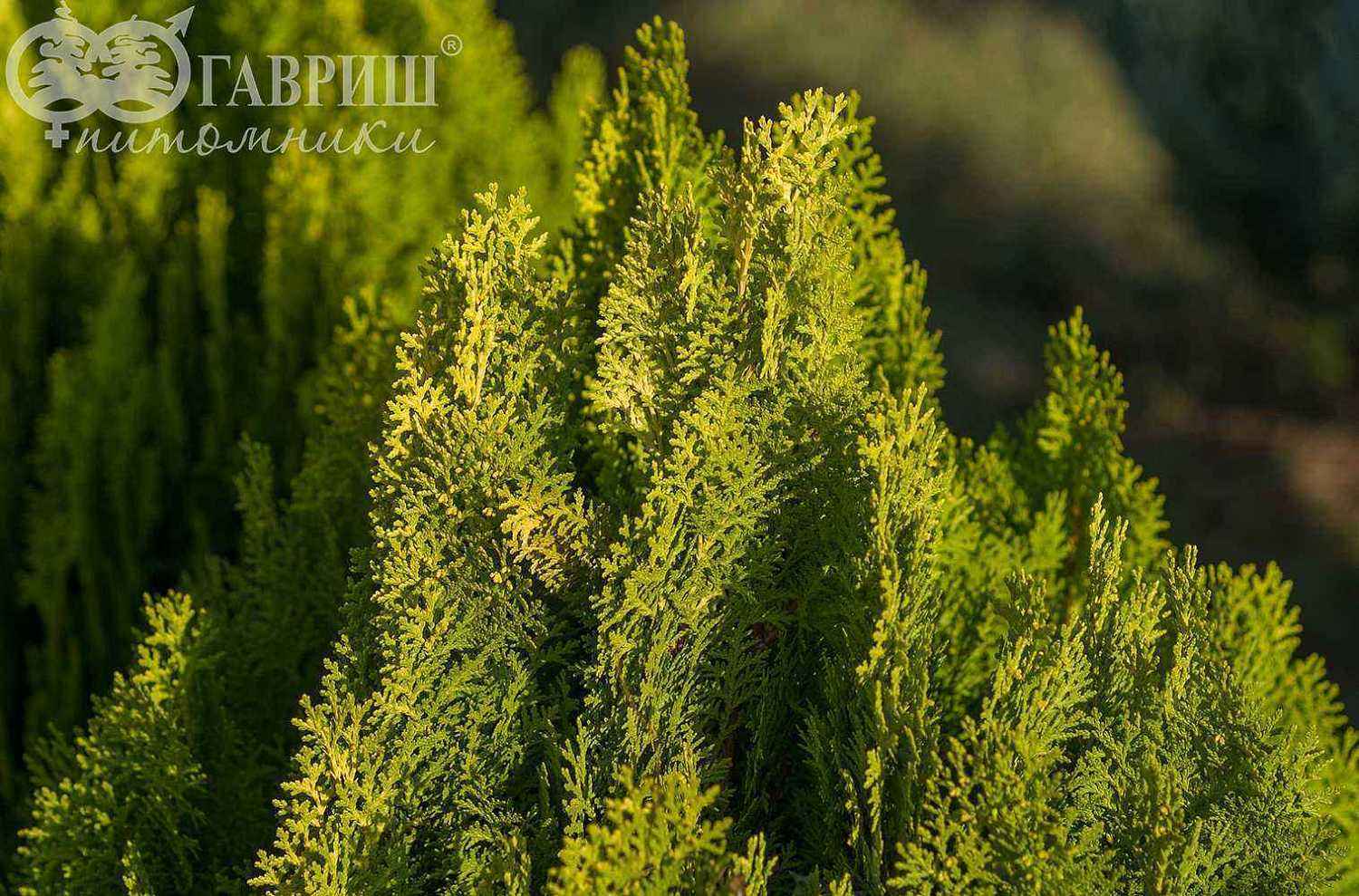 Туя восточная Aurea Nana